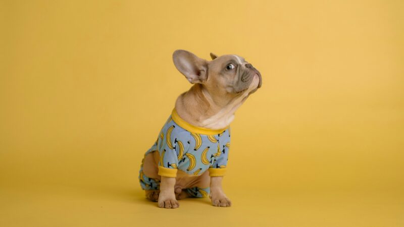 渋谷×貸切×ペット可パーティー